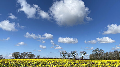 Photograph of a big blue sky with a few clouds, and a field of yellow crops